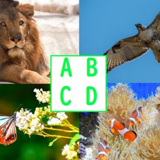 心身の調和を保ってくれる、色と香り〜チャクラの色とメッセージカラー、色彩ご提案の東京カラーズ株式会社