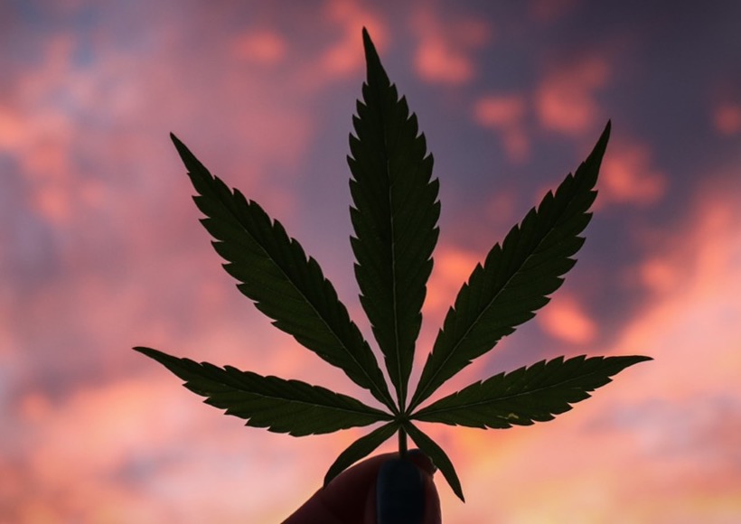 ゴリラ・グルー – ハイブリッド インジカ優性 株 – メディカル レクリエーション用マリファナ分離バド画像写真素材1681214776Shutterstock