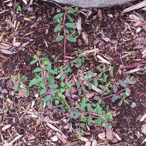 ニシキソウ 錦草 とは？雑草？特徴や種類について詳しく解説BOTANICA