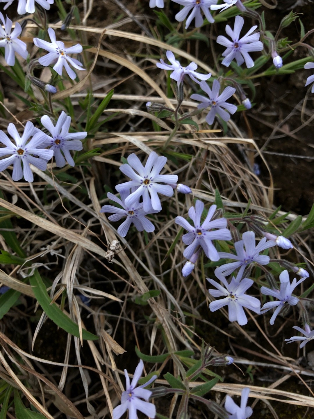 名古屋帯 唐織 霞 菊 桔梗 撫子 竹 萩 着物 帯 021k