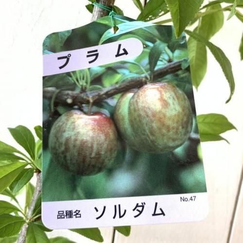 果樹栽培プラム スモモ の育て方 植えつけや剪定方法をご紹介します植物とあなたをつなぐPlantia