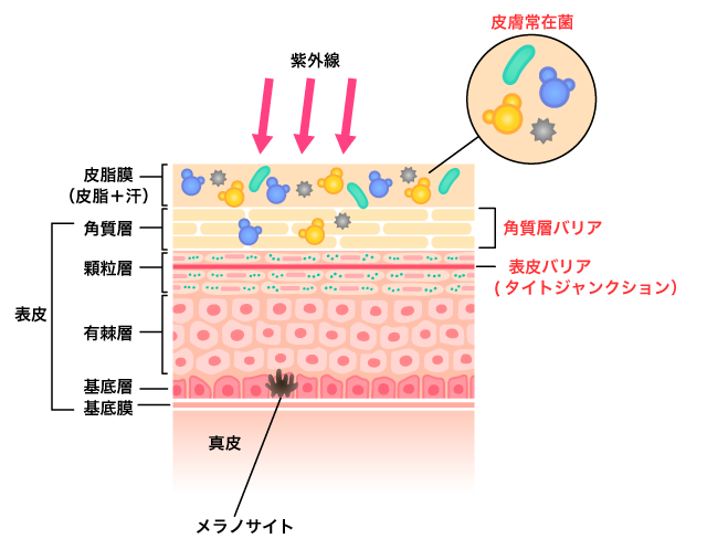 拭き取り美容液ASHIRIA RICH