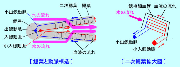 呼吸とは何だろう？呼吸器に関するＱ＆Ａ １看護roo! カンゴルー