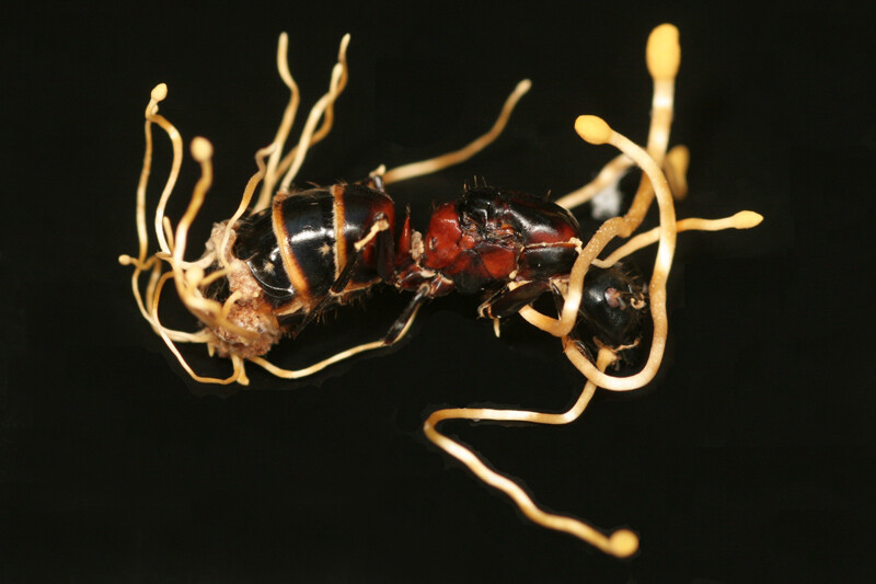 冬虫夏草の効率的な栽培に成功！ちょっとグロい冬虫夏草をじっくり見てみよう - ナゾロジ