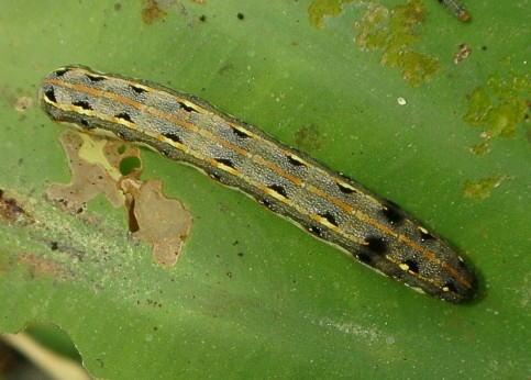 サツマイモの つる返しし害虫退治野菜作りに夢中