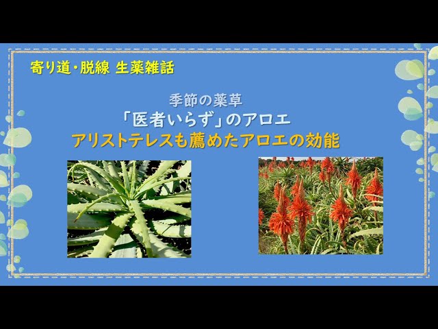 薬膳龍花:医者泣かせ草