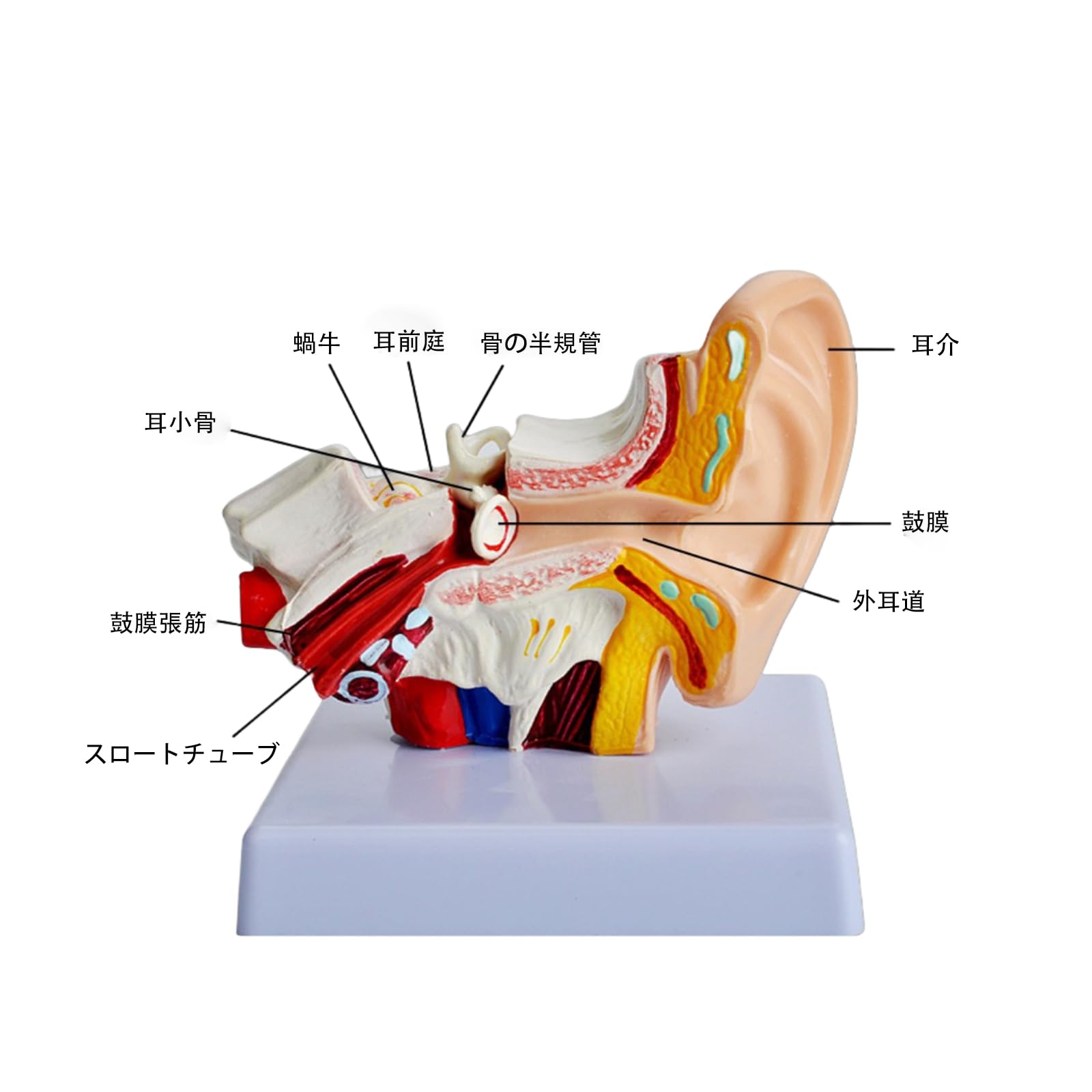 人間の耳は、外耳、中耳、内耳の 3 つの部分で構成されています。外側の耳の外耳道は、鼓膜が中耳の空気充填 Tympanicキャビティから分離されます。中耳を含む 3 つの小さな骨小骨 Invのイラスト素材・ベクター Image 64841493