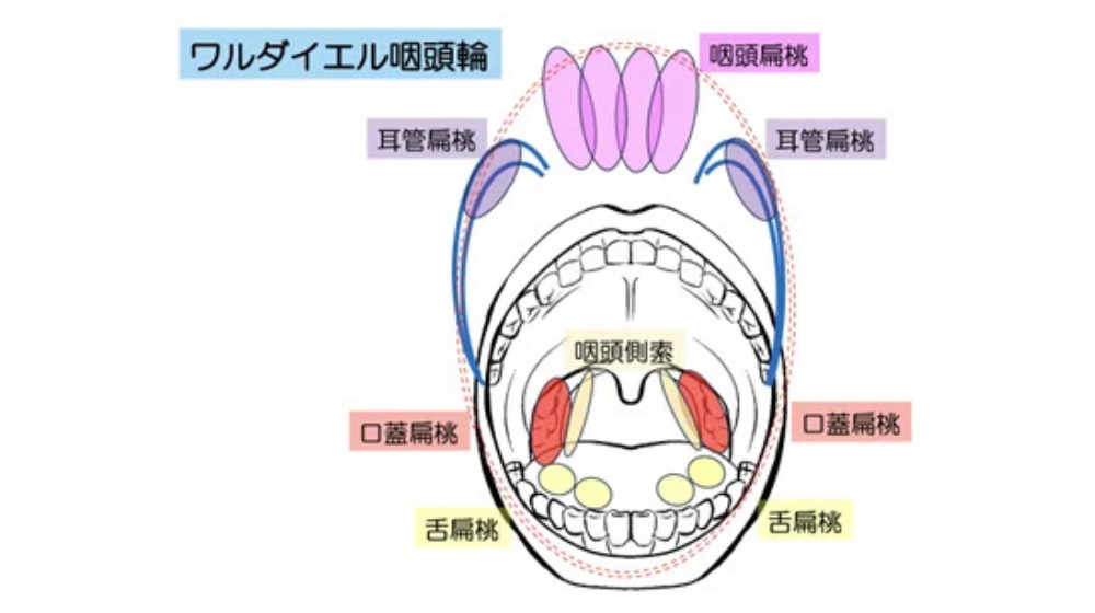 扁桃炎 - 江沢医院 耳鼻咽喉科 ENT 休診 Close2025 10 2, 8, 9, 10, 22, 30院内ではマスク着用をお願い致します。Please wear a mask.
