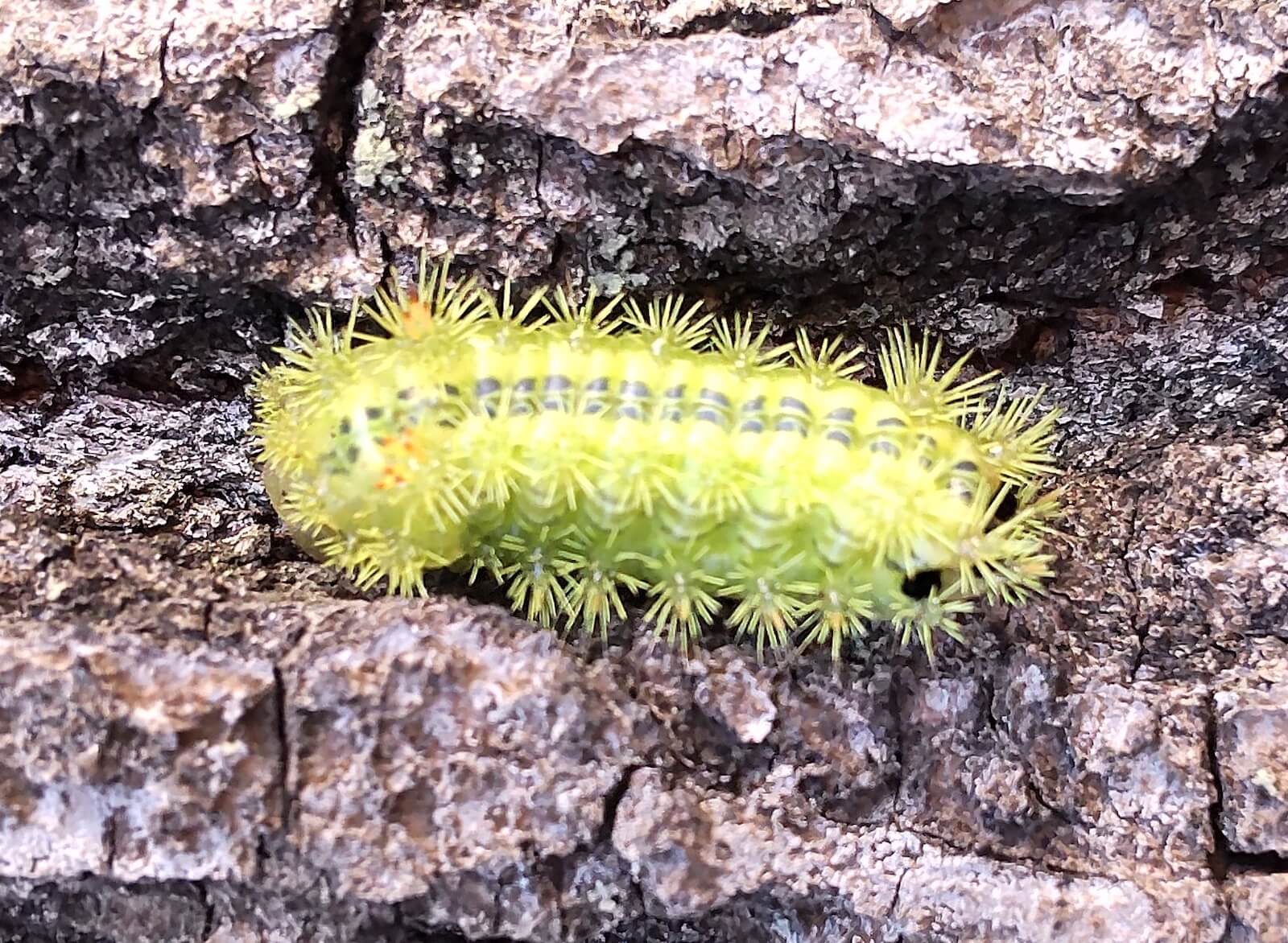 生か死か デットＯＲアライブ 人を最も殺した生物ランキング五反田周辺のお部屋探しなら株式会社ホワイトホーム