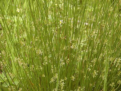 畳の原料 2021年度植付けの藺草 いぐさ 育成状況 熊本の農家さん通信2月号- 東京都北区の畳店 カビに強い畳 ヘリなし畳は八巻畳店