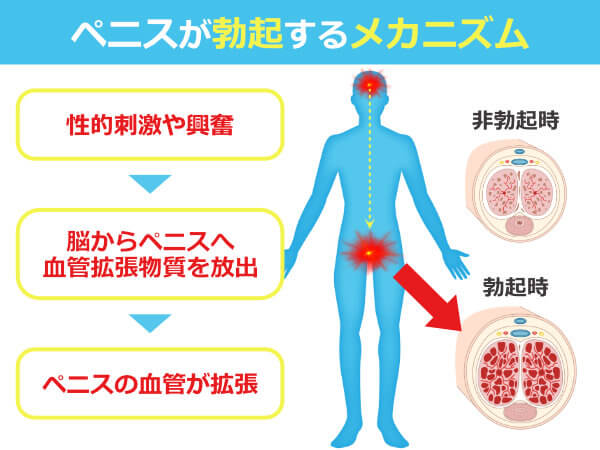 ペニスの平均サイズ | ネットのくすり屋さんコラム