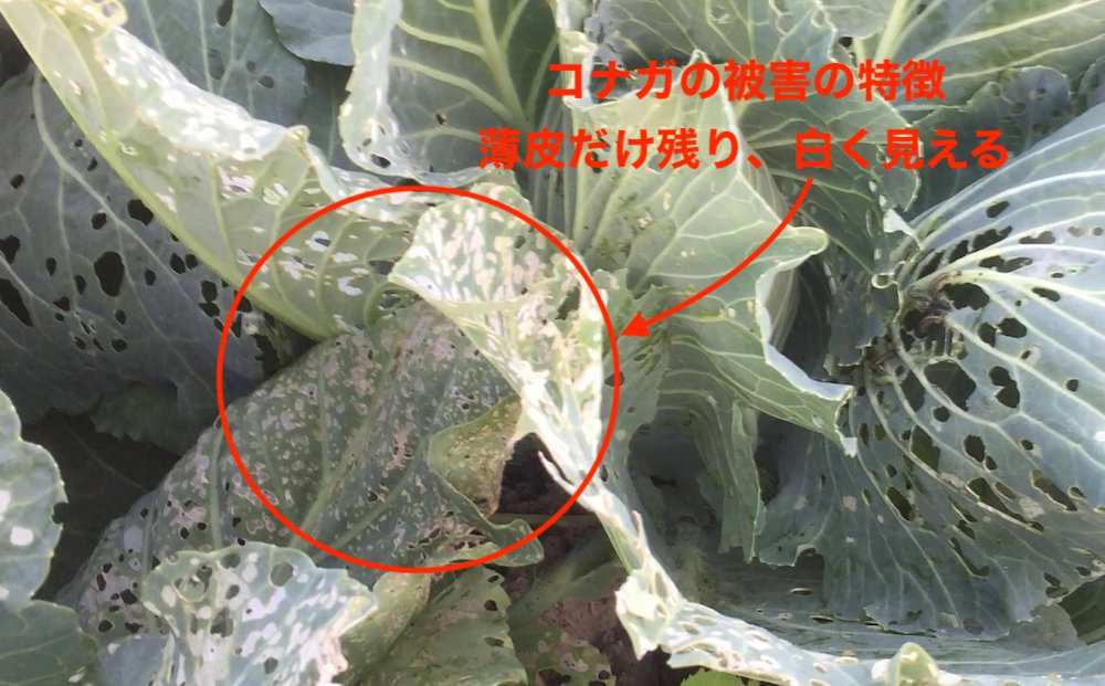 虫食いキャベツ」の写真素材401件の無料イラスト画像Adobe Stock
