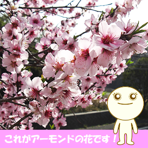 アーモンド公益社団法人東京生薬協会