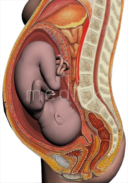 楽天市場 妊娠 出産 解剖学の通販