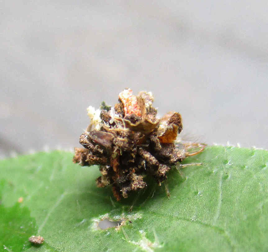 誰でもできる！夏のコバエ対策を場所別で解説します！害獣駆除対策センター ホームレスキュー株式会社