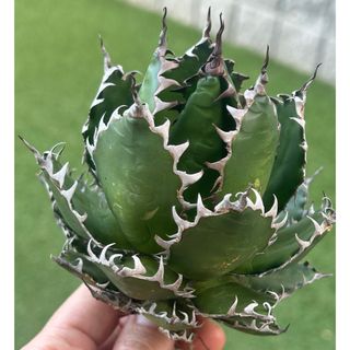 無農薬アロエサポナリア