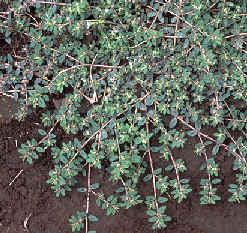 トウダイグサ科～コニシキソウと蟻 - 奥行き１ｍの果樹園