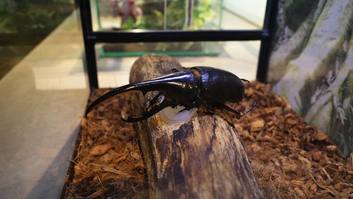 自販機で売ってたカブトムシ食ったら、本気のカブトムシだった。大関詠嗣