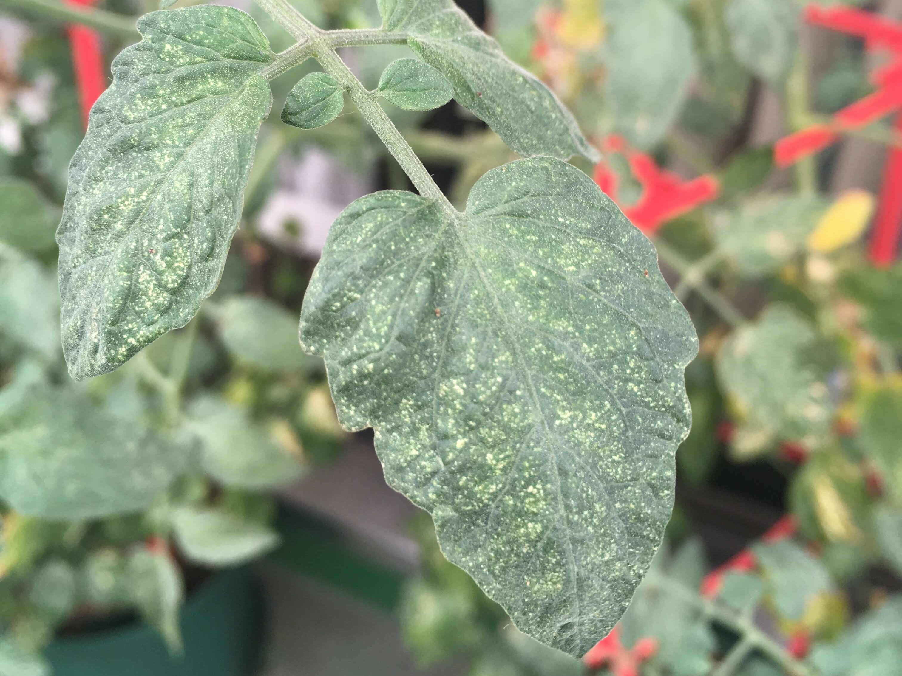 ピーマン斑点細菌病農業害虫や病害の防除・農薬情報病害虫・雑草の情報基地全国農村教育協会