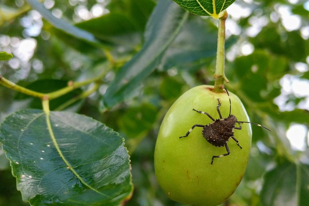 今年もカメムシ大発生！！理数探究生物班ではカメムシ撃退法を研究中！カメムシはミントの香りに弱い！！しかし、数が多すぎるので駆除法も大切