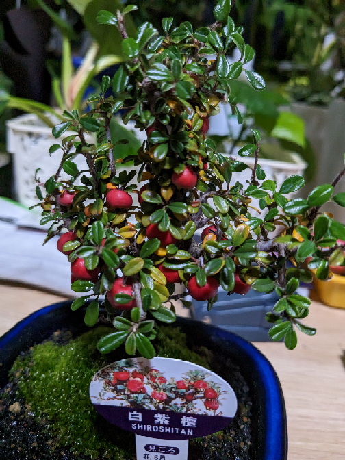 シロシタン石木花SEKIBOKKA