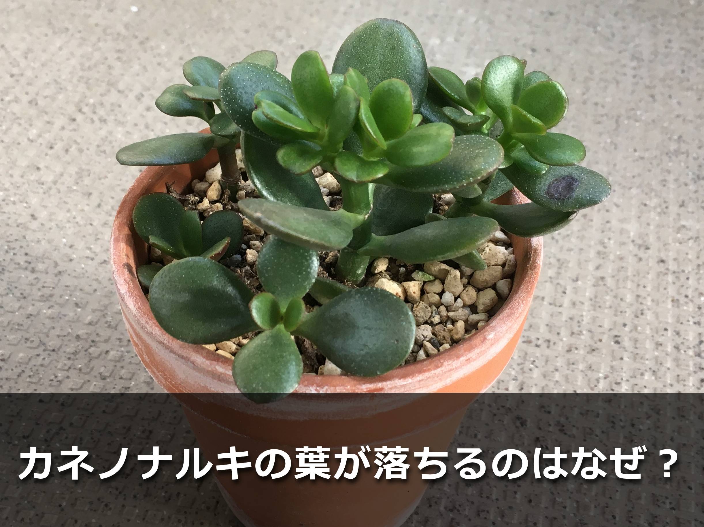 金のなる木、何かにやられる - ウシロノ玉ネギ