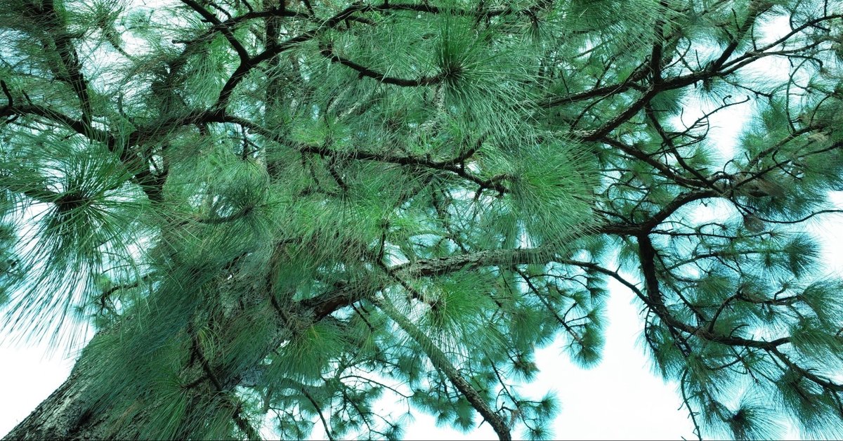松葉茶の作り方とは副作用や成分についても 仙人も愛飲CHANOYU