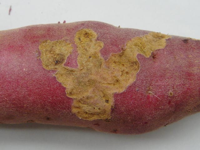 防除ハンドブック サツマイモの病害虫 - 全国農村教育協会 出版サイト