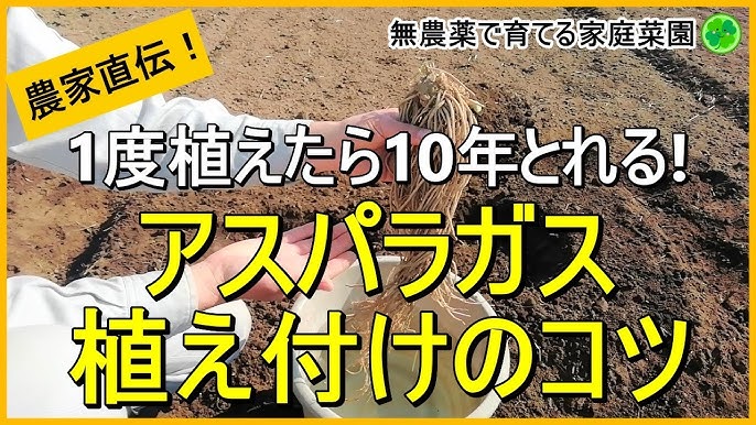 アスパラガスの育て方と栽培のコツやまむファーム