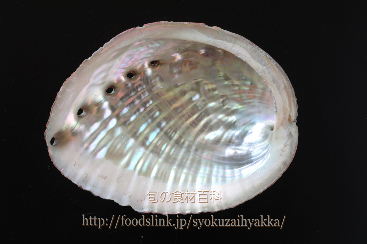 ミル貝とかアワビとか- なぜ貝には生殖器を連想させる形状のものが多- Yahoo!知恵袋