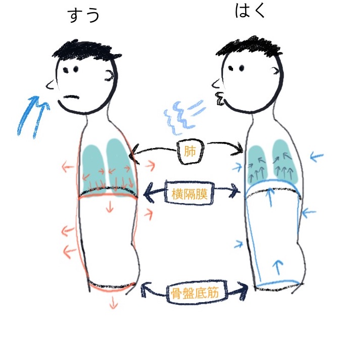 呼吸の仕組み」わかりやすくイラストで解説 呼吸の働きの実験- 小6理科ゆみねこの教科書
