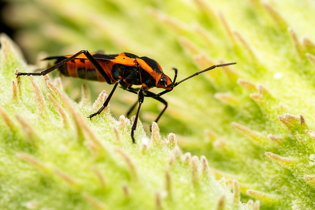 赤い花を持つ植物の接写, トウワタの写真を見せて, ミルクウールド, 大きい背景壁紙画像素材無料ダウンロード - Pngtree