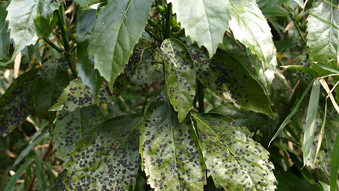 柑橘類のすす病に注意！ 原因と防除方法を解説