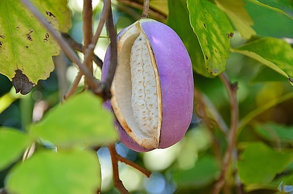 あけびとは？効果と栄養素についてみてミル 健康情報サイト