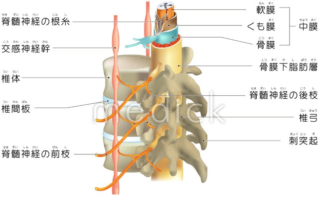 ベクトルの脊髄医学インフォグラフィックの断面図Premiumベクトル素材