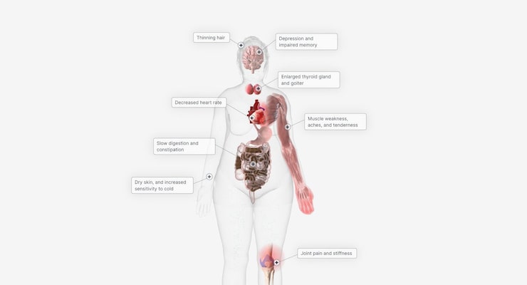 女性の身体の人体解剖図と内臓の名称 日本語のイラスト素材88707293- PIXTA