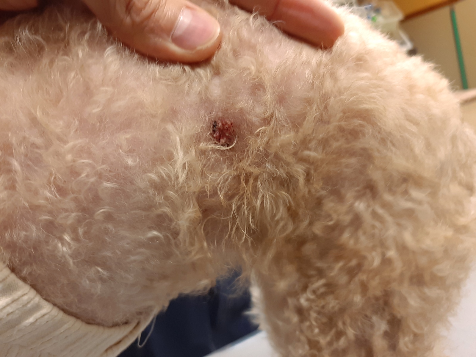 犬の全身に多発する脂腺腫瘍 体表腫瘍 外科切除 レオどうぶつ病院 腫瘍科レオどうぶつ病院