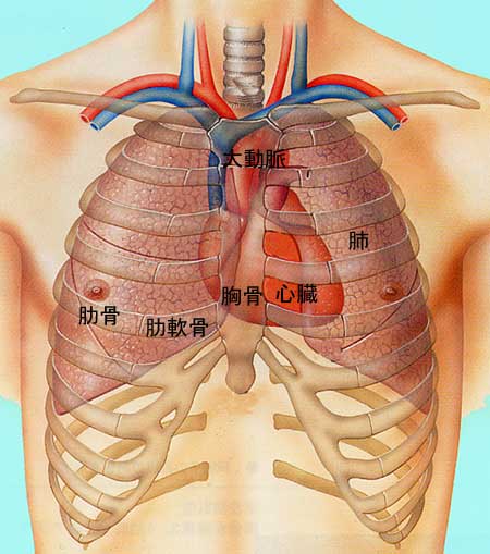 胸に痛みを感じたら・乳腺症を疑う5つの症状と痛みの種類