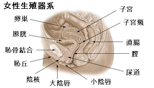 クリトリス 陰核が痛い・痒い・腫れる・できもの症状別の原因と正しいケア・受診目安を女性医師が解説 –港区、品川区の産婦人科で妊婦健診・産後ケア・避妊相談なら│海老根ウィメンズクリニック