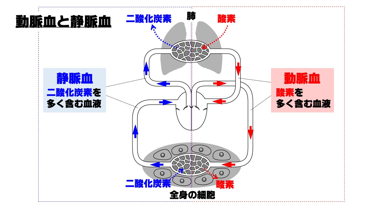 循環器系-労働生理のポイントWEBで簡単過去問対策！第2種衛生管理者試験