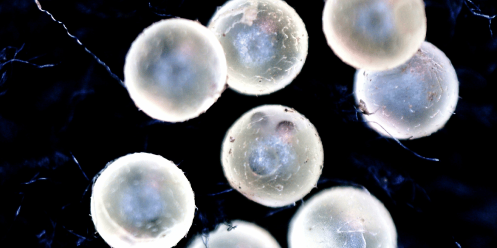 メダカの卵が孵化しない、その原因は？めだかやベース