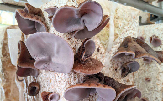 こんにちは😊中央しんきんです✨ 🏁📣『地元応援プロジェクト』🏁📣 本日は、人吉市できくらげ、しいたけ加工販売を されている『せんい生活株式会社』さんのご紹介です💁‍♀️ ☑︎きくらげコロッケ ☑︎しいたけメンチカツ ✓きくらげコロッケ 熊本県はきくらげの生産