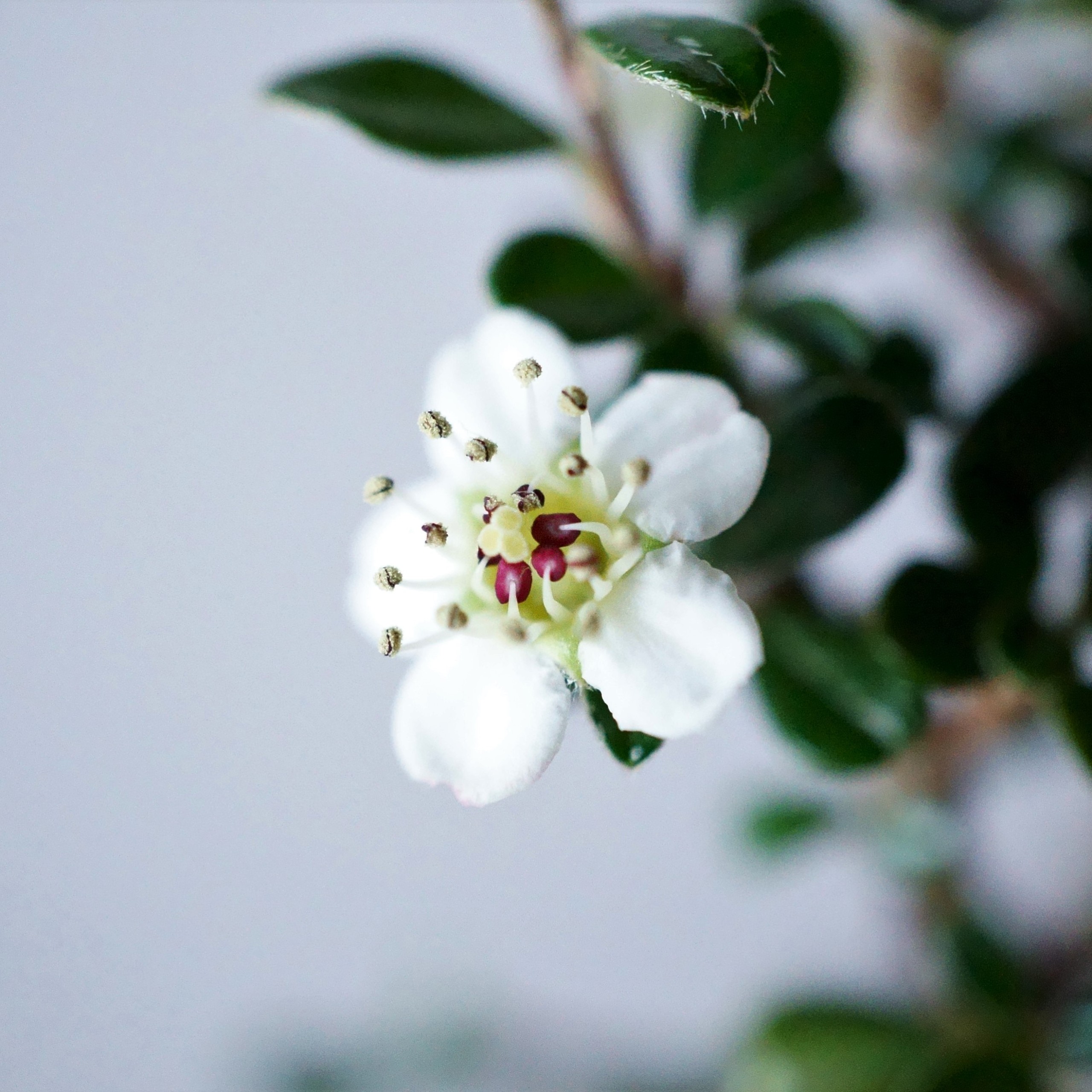 白紫檀 しろしたん の盆栽を販売入門は盆栽妙 – 盆栽妙 本店