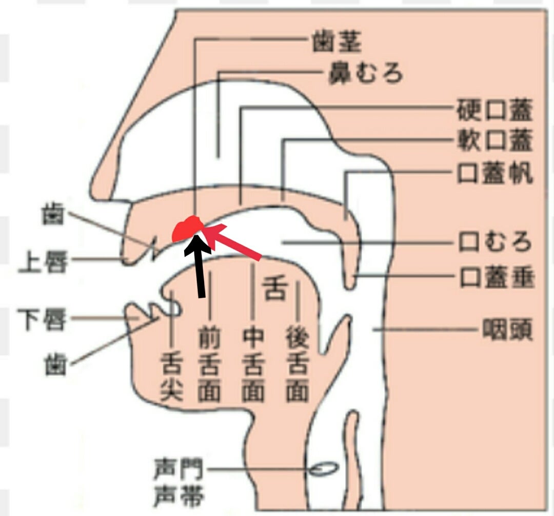 舌の位置はどこが正しい？あだちみなと歯科 名古屋市港区24時間WEB予約可