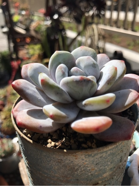 ひゃーっ！カビーッ！ - 多肉植物+パピヨン+旅行＝私