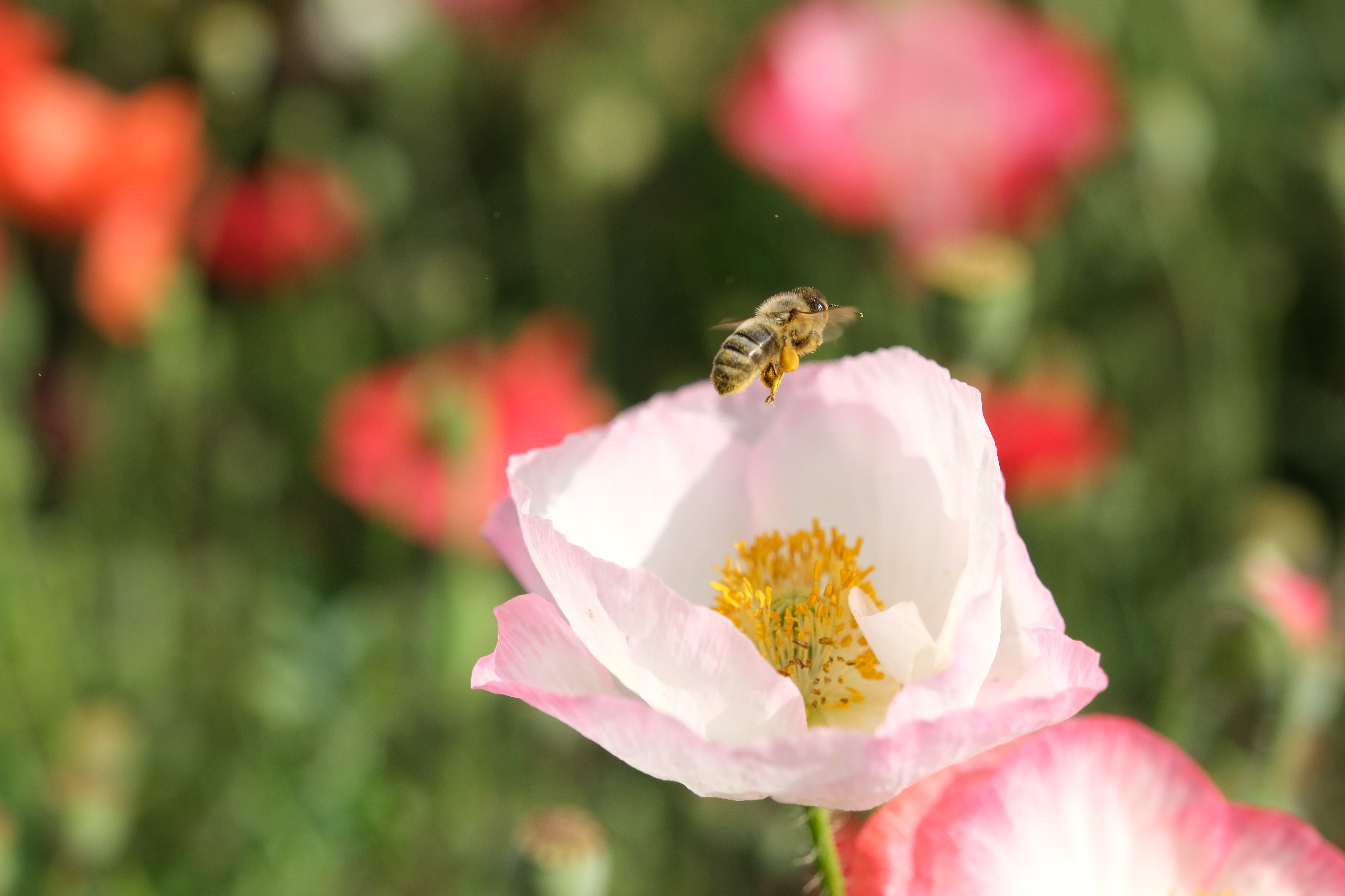 蜂に刺される夢の意味と心理7選！ 夢占いplush