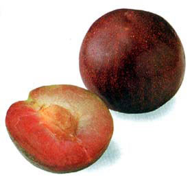 スモモ 李プラム：ソルダムnae-yaherbal tree shop ハーバルツリーショップ なえやnae-yaherbaltree shop ハーバルツリーショップ なえや