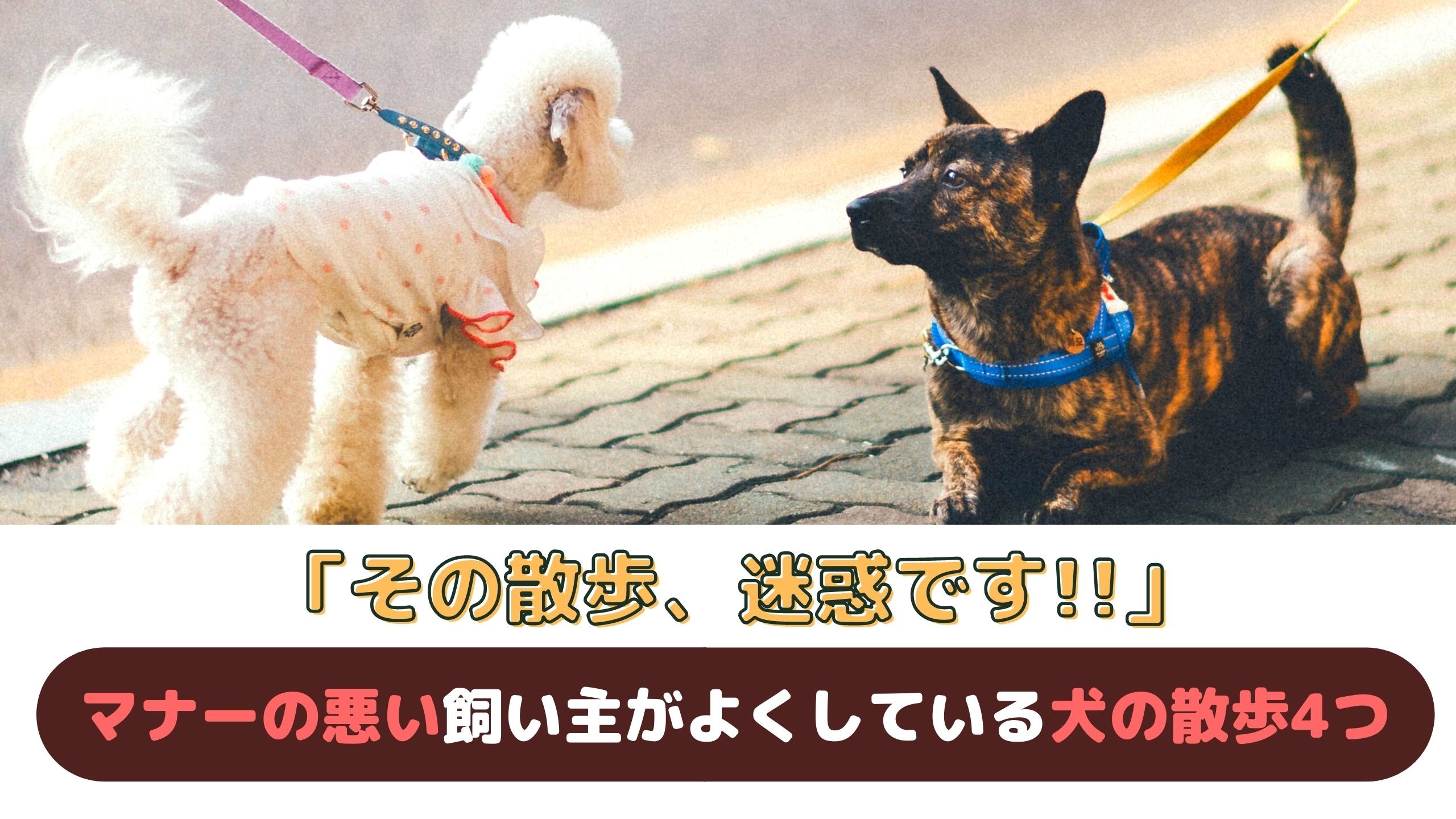 犬の散歩のマナー しつけや歩き方、持ち物などについてもご紹介！みんなのブリーダ