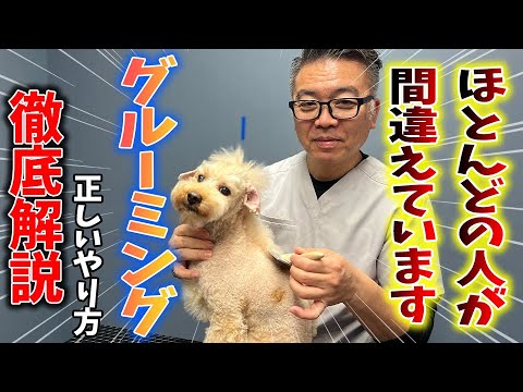 トリマー解説 犬のグルーミングとトリミングの違いは？愛犬が喜ぶやり方を紹介ペトコト PETOKOTO