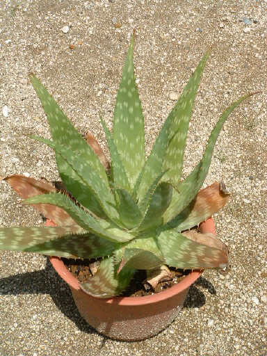 アロエ・サポナリアシャボンアロエ苗 子株